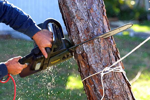 How Our Tree Care Process Works  in  Bellmore, NY